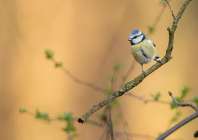Die Blaumeise – Vogelfoto von Stefan Berghoff, Bild 5