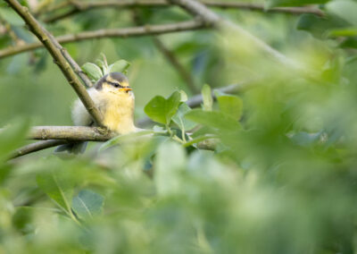 Die Blaumeise – Vogelfoto von Stefan Berghoff, Bild 4