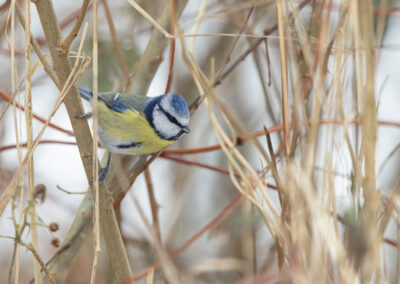 Die Blaumeise – Vogelfoto von Stefan Berghoff, Bild 3