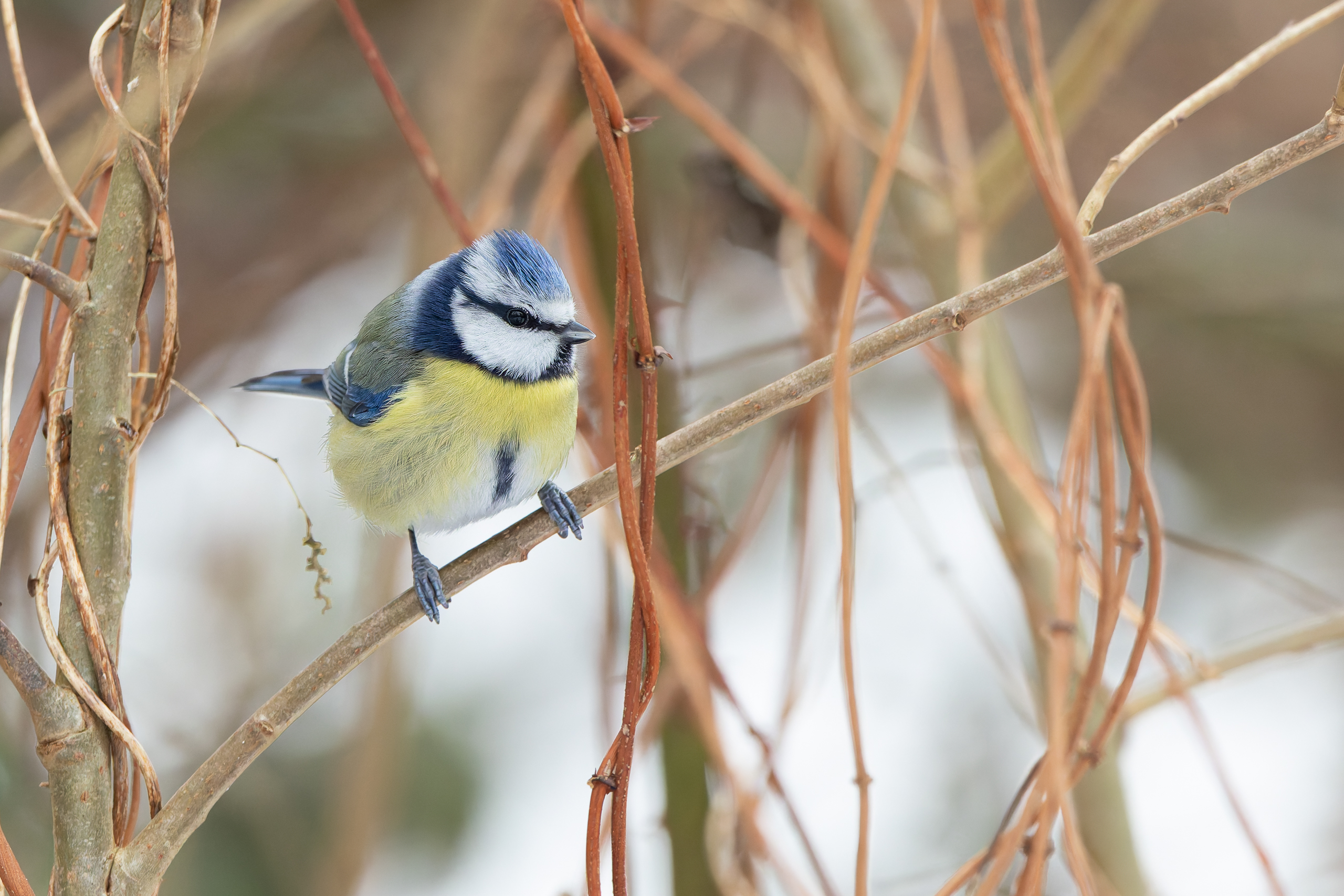R5II9389-DxO_DeepPRIME XD2s Die Blaumeise (Cyanistes caeruleus) – Vogelfoto von Stefan Berghoff