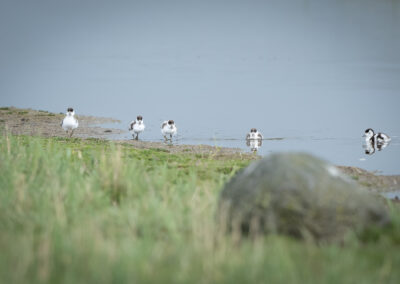 Die Brandgans – Vogelfoto von Stefan Berghoff, Bild 2