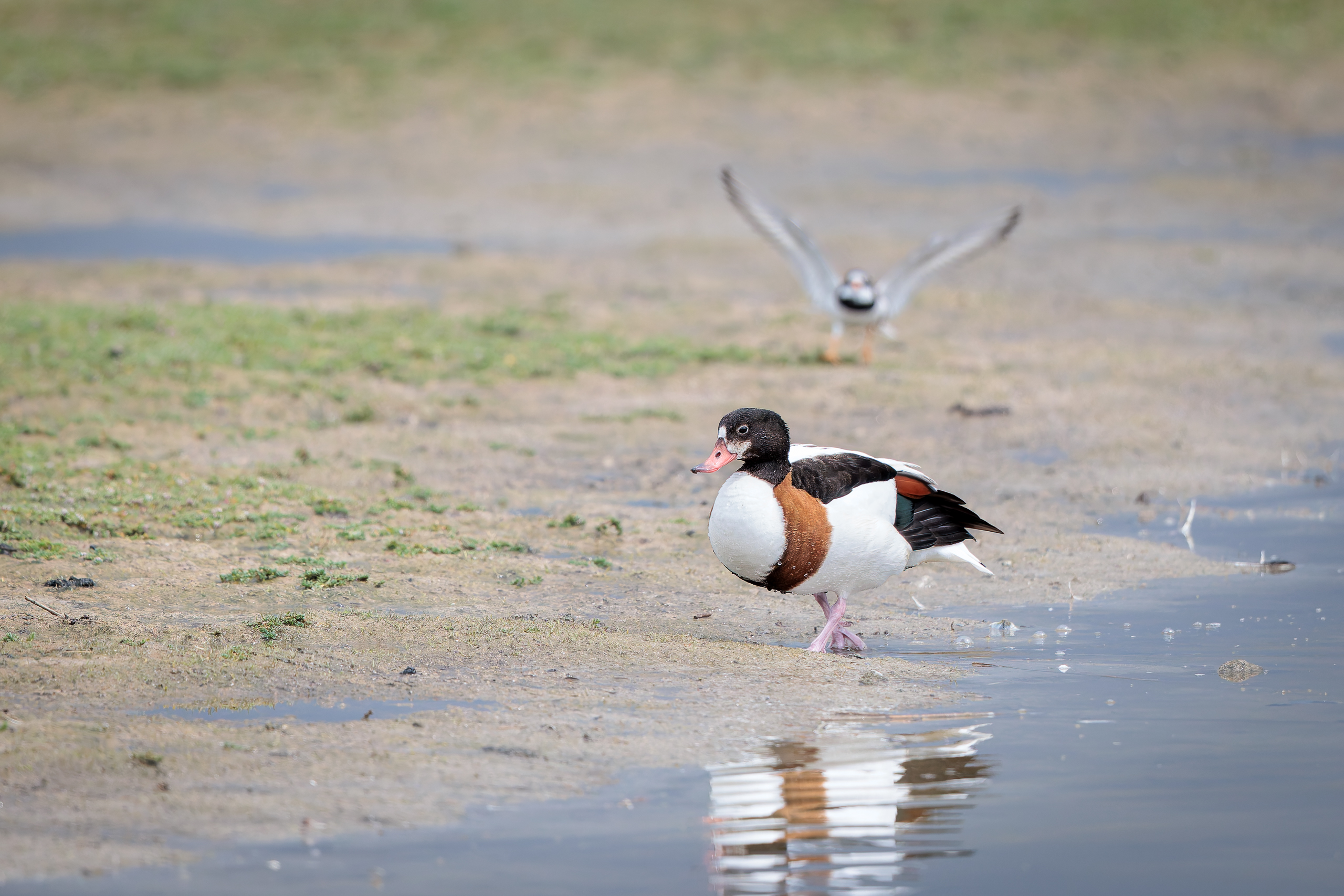 R5II9268-DxO_DeepPRIME XD2s Die Brandgans (Tadorna tadorna) – weiteres Foto von Stefan Berghoff