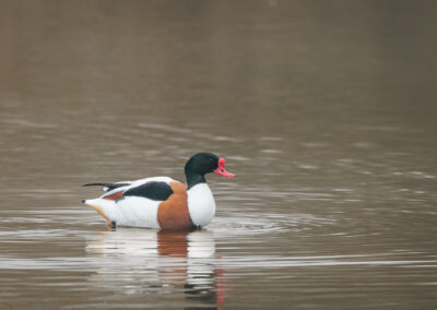 Die Brandgans – Vogelfoto von Stefan Berghoff, Bild 4