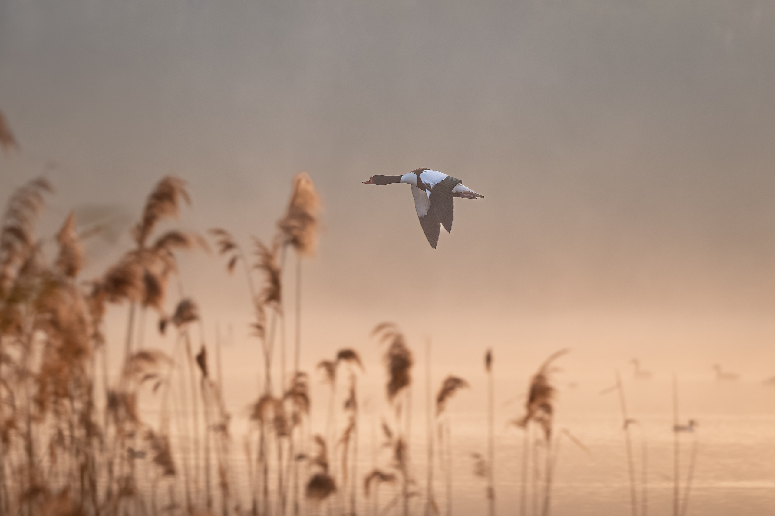 R5II9389-DxO_DeepPRIME XD2s Die Brandgans (Tadorna tadorna) – Vogelfoto von Stefan Berghoff