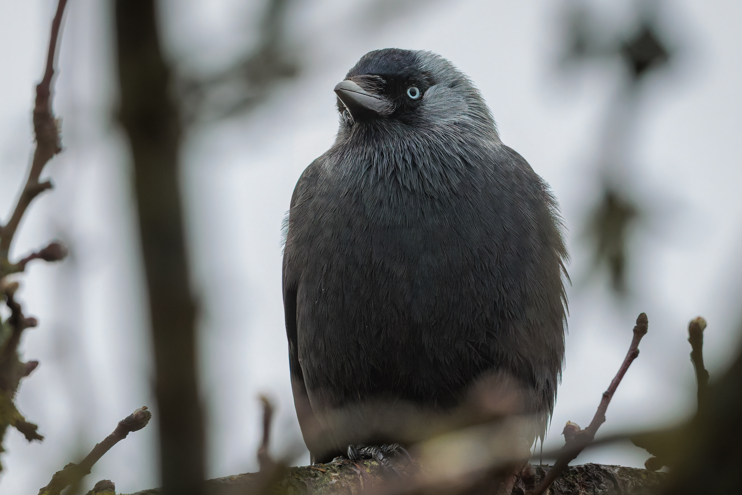 R5II9389-DxO_DeepPRIME XD2s Die Dohle (Corvus monedula) – Vogelfoto von Stefan Berghoff