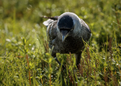 Die Dohle – Vogelfoto von Stefan Berghoff, Bild 1