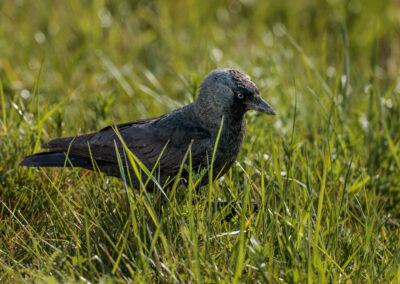 Die Dohle – Vogelfoto von Stefan Berghoff, Bild 3