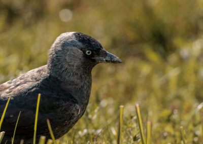 Die Dohle – Vogelfoto von Stefan Berghoff, Bild 2