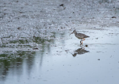 Der Dunkelwasserläufer – Vogelfoto von Stefan Berghoff, Bild 5