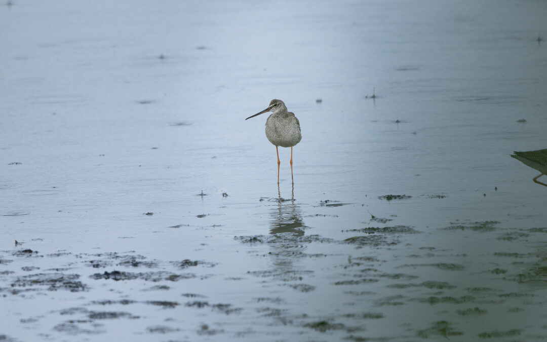 Der Dunkelwasserläufer (Tringa erythropus) – Vogelfoto von Stefan Berghoff