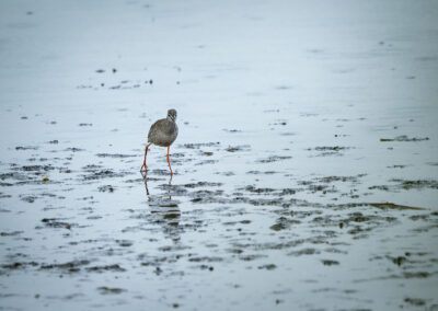 Der Dunkelwasserläufer – Vogelfoto von Stefan Berghoff, Bild 3