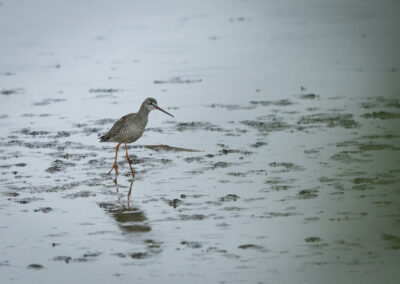 Der Dunkelwasserläufer – Vogelfoto von Stefan Berghoff, Bild 1