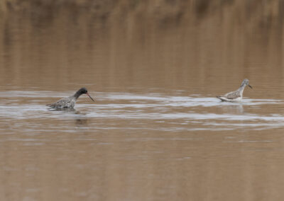 Der Dunkelwasserläufer – Vogelfoto von Stefan Berghoff, Bild 2