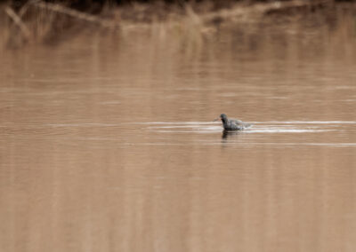 Der Dunkelwasserläufer – Vogelfoto von Stefan Berghoff, Bild 6