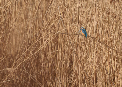 Der Eisvogel – Vogelfoto von Stefan Berghoff, Bild 7