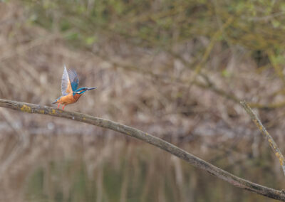 Der Eisvogel – Vogelfoto von Stefan Berghoff, Bild 5