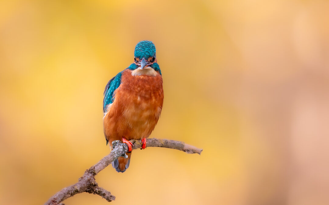 Der Eisvogel (Alcedo atthis) – Vogelfoto von Stefan Berghoff