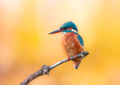 Der Eisvogel – Vogelfoto von Stefan Berghoff, Bild 2