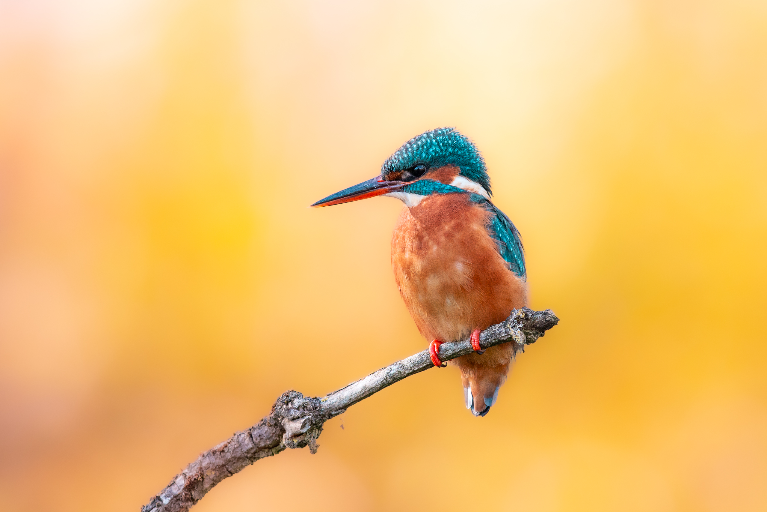 Eisvogel