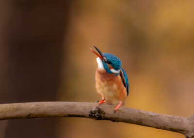 Der Eisvogel – Vogelfoto von Stefan Berghoff, Bild 3