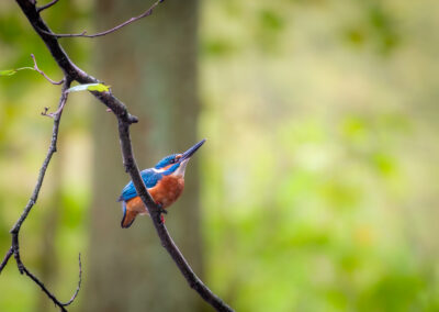 Der Eisvogel – Vogelfoto von Stefan Berghoff, Bild 10