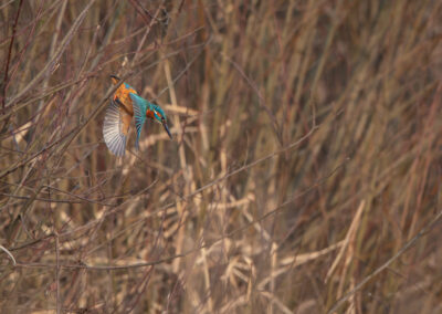 Der Eisvogel – Vogelfoto von Stefan Berghoff, Bild 4