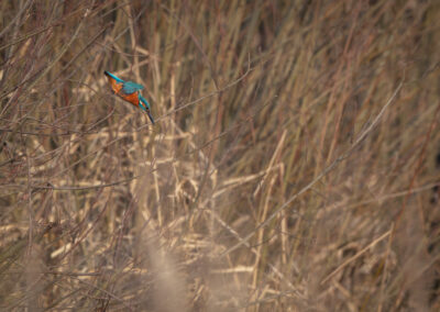 Der Eisvogel – Vogelfoto von Stefan Berghoff, Bild 9