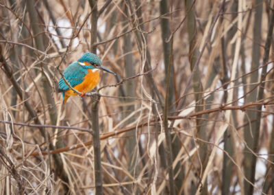 Der Eisvogel – Vogelfoto von Stefan Berghoff, Bild 8