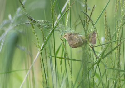 Der Fitis – Vogelfoto von Stefan Berghoff, Bild 13