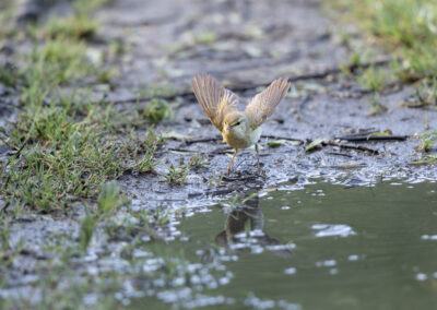 Der Fitis – Vogelfoto von Stefan Berghoff, Bild 12