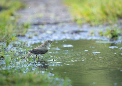 Der Fitis – Vogelfoto von Stefan Berghoff, Bild 11
