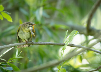 Der Fitis – Vogelfoto von Stefan Berghoff, Bild 10