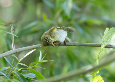 Der Fitis – Vogelfoto von Stefan Berghoff, Bild 9