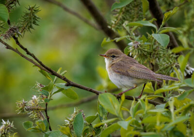 Der Fitis – Vogelfoto von Stefan Berghoff, Bild 8