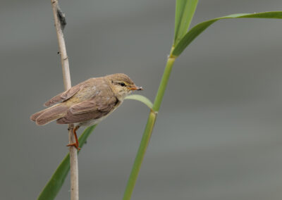 Der Fitis – Vogelfoto von Stefan Berghoff, Bild 2