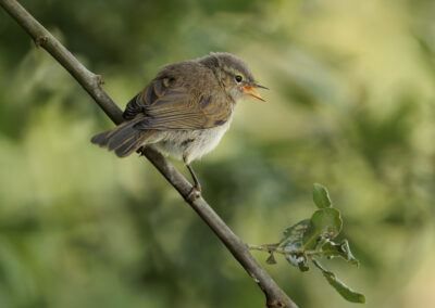 Der Fitis – Vogelfoto von Stefan Berghoff, Bild 6