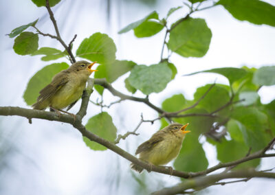 Der Fitis – Vogelfoto von Stefan Berghoff, Bild 17