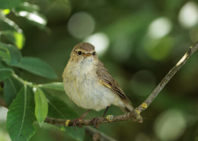 Der Fitis – Vogelfoto von Stefan Berghoff, Bild 5