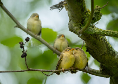 Der Fitis – Vogelfoto von Stefan Berghoff, Bild 1