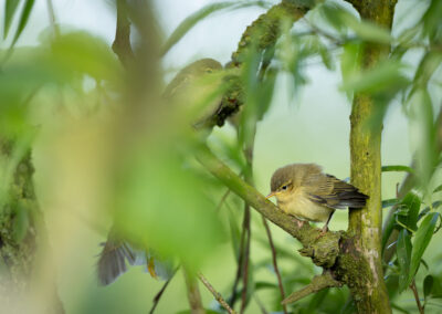 Der Fitis – Vogelfoto von Stefan Berghoff, Bild 16