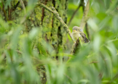 Der Fitis – Vogelfoto von Stefan Berghoff, Bild 4