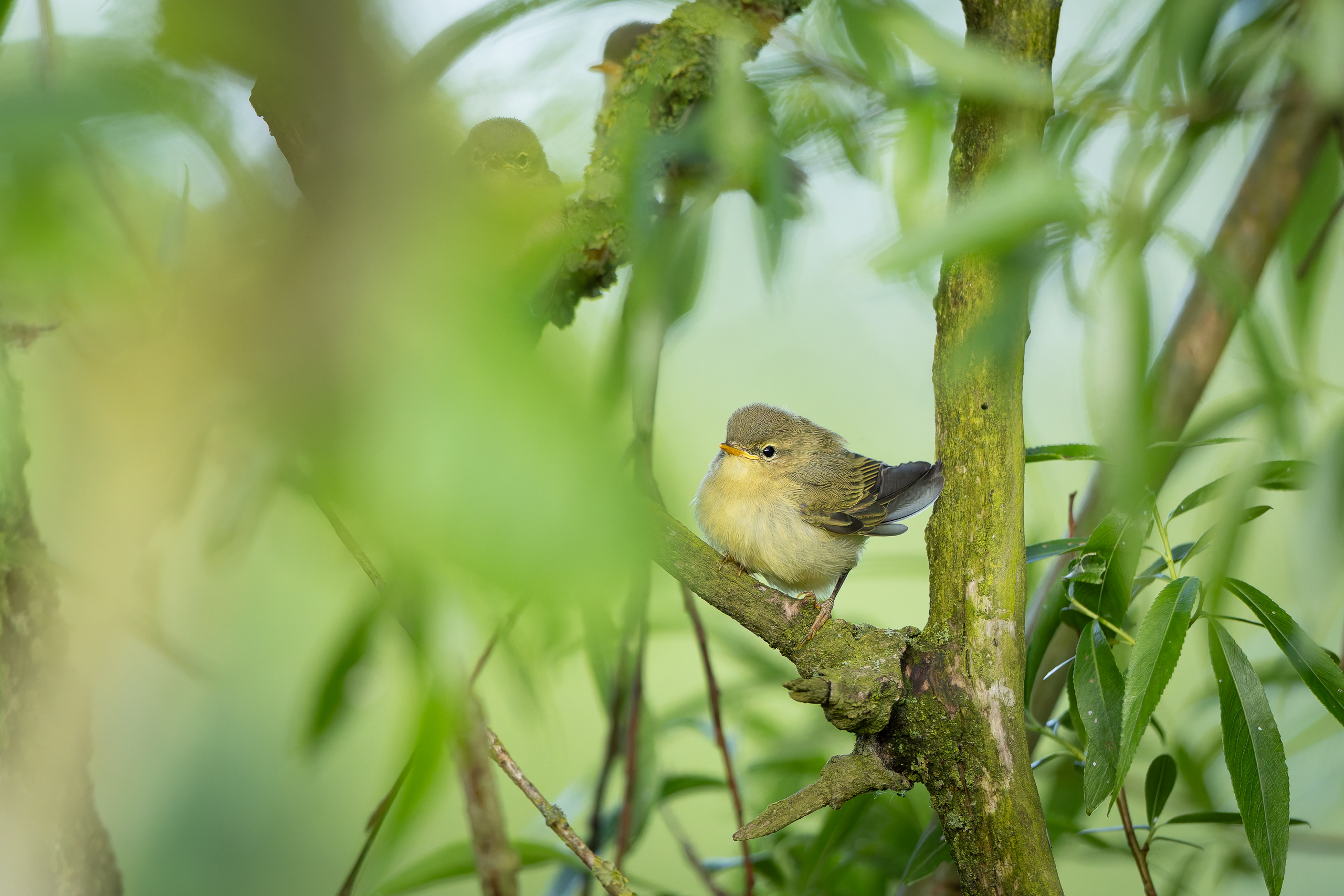 R5II9268-DxO_DeepPRIME XD2s Der Fitis (Phylloscopus trochilus) – weiteres Foto von Stefan Berghoff