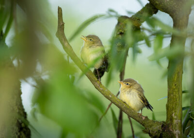 Der Fitis – Vogelfoto von Stefan Berghoff, Bild 15