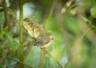 Der Fitis – Vogelfoto von Stefan Berghoff, Bild 3