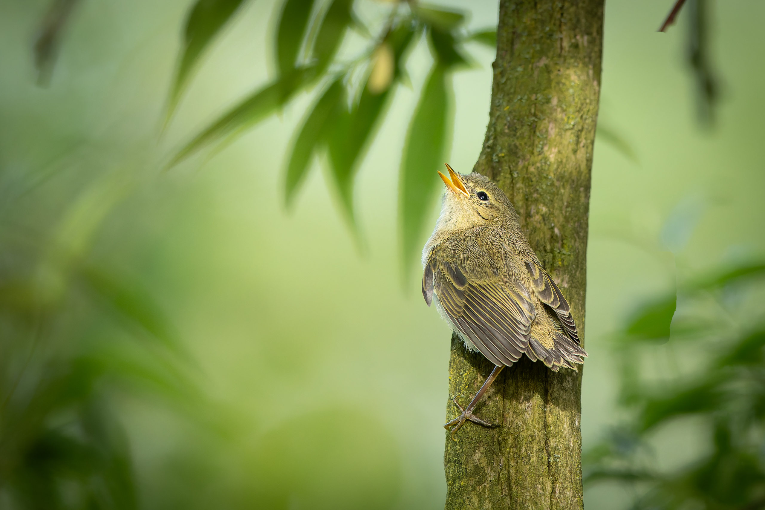 R5II9389-DxO_DeepPRIME XD2s Der Fitis (Phylloscopus trochilus) – Vogelfoto von Stefan Berghoff