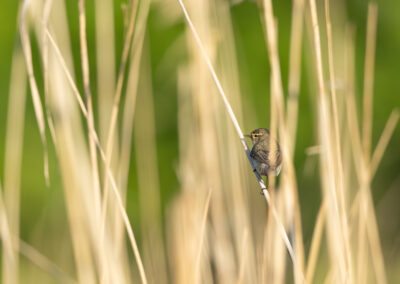 Der Fitis – Vogelfoto von Stefan Berghoff, Bild 14