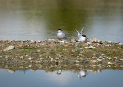 Die Flussseeschwalbe – Vogelfoto von Stefan Berghoff, Bild 7