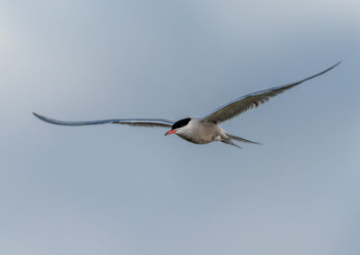 Die Flussseeschwalbe – Vogelfoto von Stefan Berghoff, Bild 6