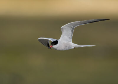 Die Flussseeschwalbe – Vogelfoto von Stefan Berghoff, Bild 1