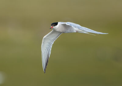 Die Flussseeschwalbe – Vogelfoto von Stefan Berghoff, Bild 4